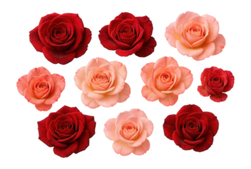 High-resolution scanned roses with isolated backdrop, perfect for scrapbooking or pressed dried flower collections.