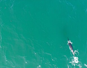 Obraz premium Aerial view of a dolphin in turquoise water