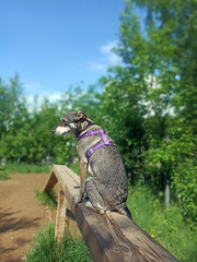 In summer, the dog lies on a bench in sunny summer weather. A walk through the dog park.