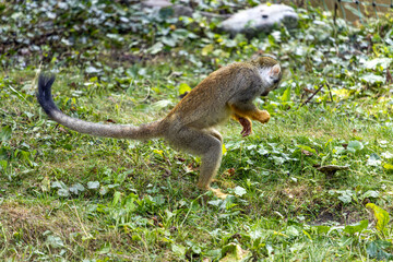 A erect squirrel monkey (Saimiri sciureus) stands on its hind legs and looks around in the grass