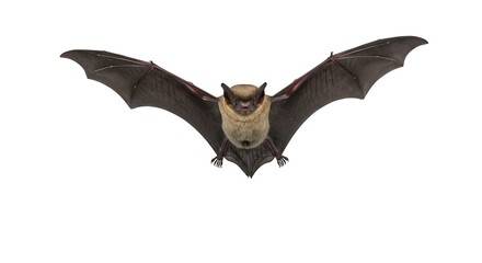 Fototapeta premium Flying bat with wings spread wide, isolated on white background, detailed wing structure visible