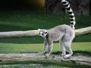 Ring Tailed Lemur Standing on the Branch