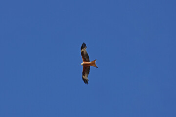 Un rapace vue de dessous