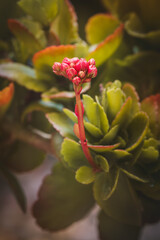 Fototapeta premium Kalanchoe. Close-up of beautiful flowers on a sunny June day against a blurred background.