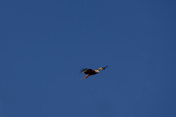 Il plane dans ce beau ciel bleu 