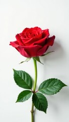 Single red rose, vibrant leaves, clean white space, high resolution, romantic, vibrant