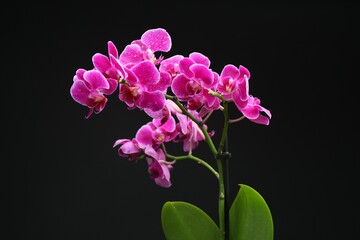 Obraz premium Beautiful orchid flower with water drops on black background, closeup