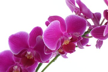 Obraz premium Beautiful orchid flower on white background. Blooming plant