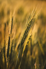 Close-up of field plants on a blurred background. Sunny June day in the countryside.