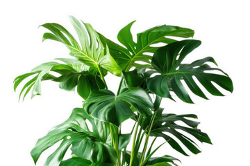 Large green leaves of a monstera plant isolated on transparent background
