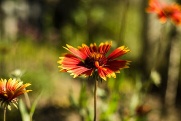 Gaillardia flower with vibrant red and yellow petals stands tall in a lush garden, surrounded by greenery, showcasing natural beauty and floral elegance