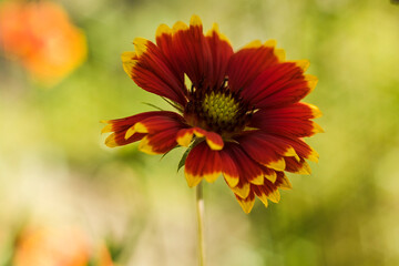 Gaillardia flower with vibrant red and yellow petals stands tall against a blurred green background, showcasing its natural beauty and intricate details in a serene garden setting