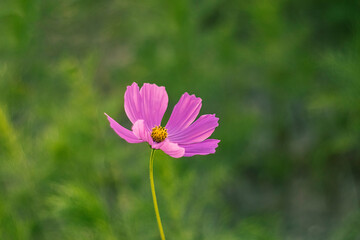 Vibrant pink cosmos flower stands tall against a soft green background, showcasing delicate petals and intricate details, embodying the beauty of nature and floral elegance