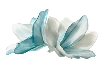 Two delicate translucent petals in teal and white isolated on transparent background