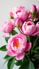 A lush bunch of pink peonies and roses; ample white space , backdrop, pastel, garden