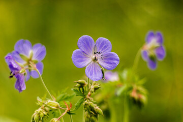 Fototapeta premium Close-up of a bright blue geranium flower blooming in green foliage, symbolizing natural beauty, peaceful surroundings, and gentle elegance.