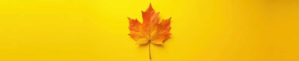 Fototapeta premium Crisp faded maple leaf cast shadow on sunny yellow , maple leaf, macro, foliage
