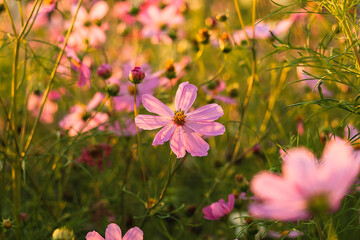 Blossoms of pink cosmos sway gently in a colorful meadow, embodying the elegance and fine textures of nature's blooms. © Tanya