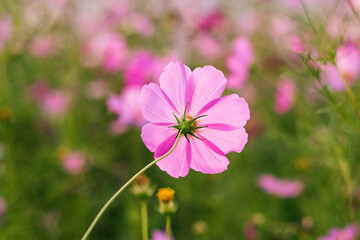 Fototapeta premium Bright cosmos flowers flourish in a green garden, their soft petals and vivid colors adding beauty and calm to the landscape.