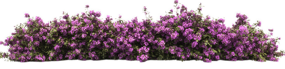 Fototapeta premium Purple bougainvillea shrub isolated on transparent background