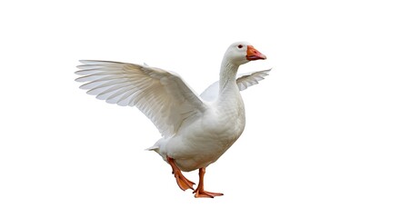 Majestic White Goose with Wings Spread Against a Clean White Background