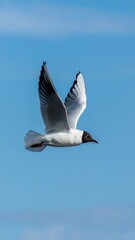 Obraz premium A seagull soaring against a clear sky