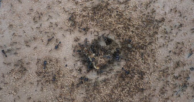 (Lasius niger) Nest of Lasius niger, many ants on the ground.