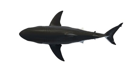 Fototapeta premium Overhead View of a Sleek, Black Shark Isolated on White Background