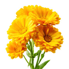 Calendula Flowers PNG Transparent Background for Design.
