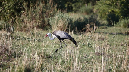 Wattled crane in the Okavango delta
