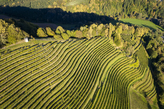 Aerial view of vibrant green vineyards cascade down the slopes near a small white building, fringed by trees transitioning to autumn hues, Leibnitz, Steiermark, Austria.