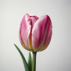 Pink tulip on a pure white background