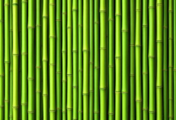 Fototapeta premium Close-up view of numerous vibrant green bamboo stalks.