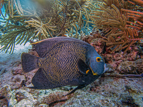 Pomacanthus paru,French angelfish,