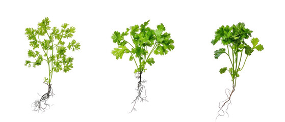 Fototapeta premium Three Parsley Plants with Green Leaves and Visible Roots on a Transparent Background