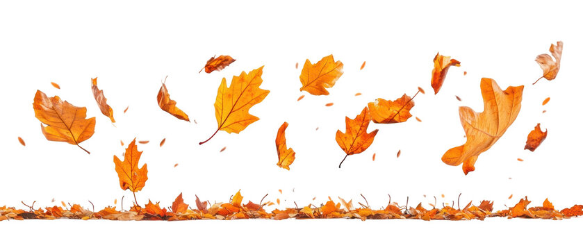 Dynamic Composition of Autumnal Leaves in shades of orange and brown against a black background with scattered foliage emphasizing the season