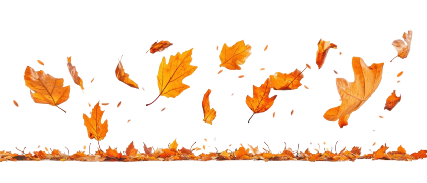 Dynamic Composition of Autumnal Leaves in shades of orange and brown against a black background with scattered foliage emphasizing the season