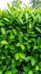 Fototapeta premium Close-up of vibrant green foliage