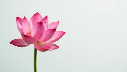 Fototapeta premium Single pink lotus blossom, minimal white backdrop, nature, buddhist, spiritual