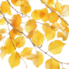 Obraz premium Autumn leaves on branches view