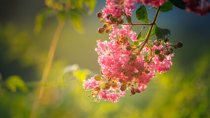 Close-up lagerstroemia indica (crepe myrtle, crepe flower) pink flowers after rain at sunset. soft focused background