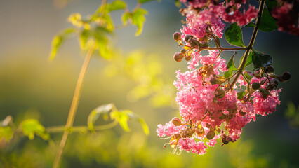 Close-up lagerstroemia indica (crepe myrtle, crepe flower) pink flowers after rain at sunset. soft focused background