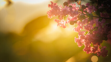 Close-up lagerstroemia indica (crepe myrtle, crepe flower) pink flowers after rain at sunset. soft focused background