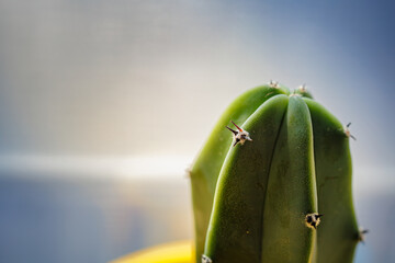 Close-up thorns of myrtillocactus geometrizans (bilberry cactus, whortleberry cactus, blue myrtle cactus, or blue candle) planted in a yellow pot next to the window.