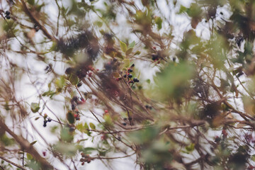 Exploring the vibrant world of berry-laden bushes in a serene woodland glade during the golden hour of sunset