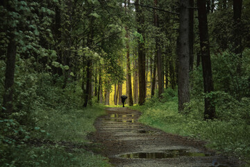 A serene forest path with a solitary figure walking away, bathed in sunlight