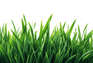 Obraz premium Close up of fresh green grass isolated on transparent background, perfect for adding a touch of nature to your designs and projects