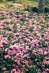 Sakura petals scattered on fresh green grass under trees in early spring