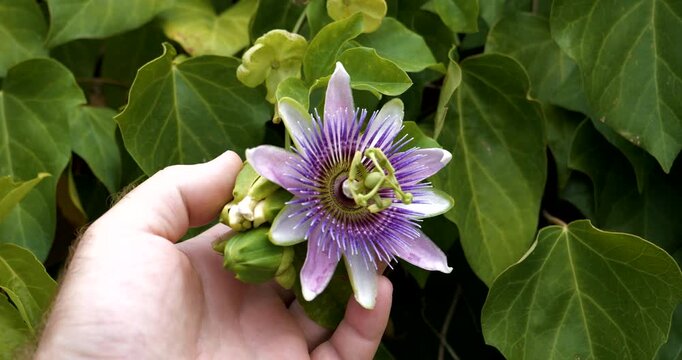 Point-of-view shot of a hand gently holding a blooming purple passionflower Passiflora caerulea against lush green leaves in a quiet garden moment