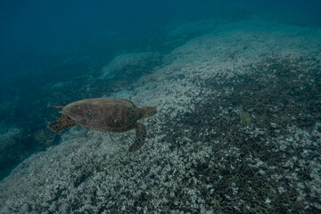 Green Sea Turtle During a Coral Bleaching Event